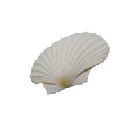 Xoktlde Conchas de vieiras blancas grandes para pintar y decorar bodas en la playa, conchas blancas naturales de 3 a 5 pulgadas