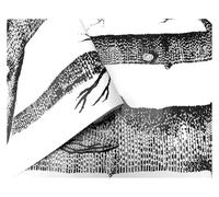 XUMKFJRE Papel tapiz autoadhesivo de madera vintage for paredes, ideal for habitaciones hotel, salas estar y dormitorios Para dormitorio, sala de estar, pasillo(Color7,1mx45cm)