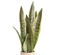 XZJMY Planta artificial de serpiente falsa de 16.5 pulgadas, Sansevieria falsa para decoración del hogar, oficina, tienda, sin jarrón (3 unidades, verde)