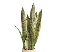 XZJMY Planta artificial de serpiente, planta artificial de sansevieria falsa de 16.5 pulgadas, planta sintética decorativa para decoración del hogar, oficina, tienda, sin jarrón (amarillo, 3)