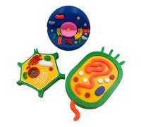 y modelo de anatomía de células vegetales anatómicas para clases de biología de plantas y animales, herramienta de enseñanza, comparación de estructura, equipo de laboratorio de biología