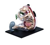 Y seguro modelo de estructura corporal de panda, modelo de anatomía de disección, juguete científico con piezas extraíbles para aprendizaje práctico, enseñanza clínica, juguete educativo