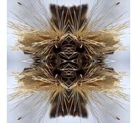 Yakuza Sutra (Vinyl) 12" Album (Importación USA)