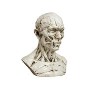 YANGJJ Modelo de cabeza de resina para bocetos, herramientas de práctica de dibujo de anatomía de cabeza, escultura de estructura muscular de cabeza, modelos de anime, exhibiciones de decoración, 11
