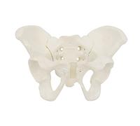 YANGLY Modelo de Pelvis Femenina de tamaño Natural, Modelo de anatomía Flexible, Modelo anatómico pélvico de Hueso de la Cadera para partera de educación científica