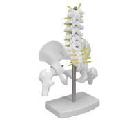 Yanmis Modelo de Pelvis Femenina con 5 Vértebras Móviles Modelo de Esqueleto de Pelvis Realista para Demostraciones en el Aula, Ayuda Educativa para la Enseñanza de la Anatomía Pélvica de PVC con