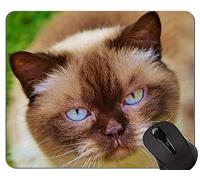 Yanteng Alfombrillas de ratón, Gato Anaranjado Cute Little Red Kitten Alfombrillas de ratón Personalizadas, Alfombrilla de ratón británica de Pelo Corto con Borde Cosido