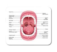 Yanteng Almohadillas para ratón Abierto de Diagrama para Anatomía Humana Boca Dental Tabla de Lengua Alfombrilla de ratón de Salud para Cuadernos