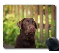 Yanteng Gaming Mouse Pad, Perros Cachorros Mascotas Alfombrillas para ratón, Animales Kitten Dog Golden Retriever Puppy Mousepad Goma YT 005