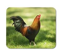 Yanteng Mouse Pads Colorido Animal Feral Rooster Public Park Oahu Hawaii Wild Mouse Pad para Cuadernos esteras