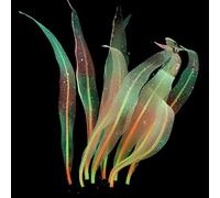 yanwuwa Planta artificial de silicona suave para acuario, se mueve con flujos de agua, 7 pulgadas de alto, algas marinas, decoración realista de peceras