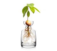 Yaoxianwu - Jarrones de Cristal para árbol de Aguacate, Kit de Cultivo de árbol de Aguacate, Maceta de Flores, Bellota, florero de Cristal para decoración de Interiores del hogar, Mesa, Escritorio