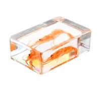 Yardwe Ejemplar de Camarón en Resina Ligera y Portátil para Educación y Colección Diseño Creativo y Acabado Bien Elaborado