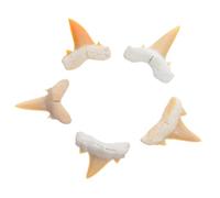 Yardwe Fósil de diente de tiburón 5pcs de animal marino para accesorio de estudio y decoración de escritorio