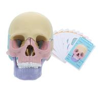 Yardwe Modelo Anatómico de Cráneo Humano Desmontable de Plástico, Figura de Calavera Educativa en Colores, Modelo Pequeño para Estudiantes de Anatomía y Enseñanza Clínica