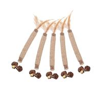 YARNOW 5piezas Masticar Gatos Palitos Naturales Resistentes Mordeduras Insectos Semillas Gatitos y Gatos