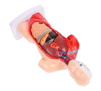YARNOW Modelo de Órganos del Cuerpo de Anatomía, Modelo de Disección en Pvc, Desmontables, Herramienta Visual de Enseñanza Cognitiva para Estudiantes y Pacientes, para Enseñanza de Salud