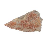 YARNOW Piedra con espécimen vegetal: Auténtica piedra con espécimen de hoja de helecho, objeto de colección paleobotánica para colecciones científicas, exhibición en museos de historia,