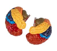 Ycauty Modelo de Cerebro Humano, Modelo Anatómico de PVC Desmontado Educativo para Enseñanza Médica
