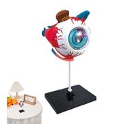 ycezw Modelo de Anatomía del Humano | Modelo de Anatomía Extraíble Humano | Ayudas de Educación | Estaciones de Médicos Estudio de Salud Encuesta de Aula Escolar