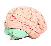 Yechiry Modelo de Cerebro Humano para Niños, Modelo de Anatomía Cerebral Anatómica de PVC Desmontable para Estudio de Neurociencia en la Escuela o en Casa