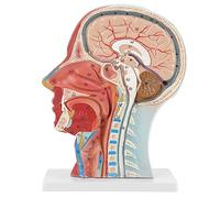 Yechiry Modelo de Media Cabeza 1:1, Modelo Neurovascular Superficial de Media Cabeza Humana, Modelo de Cabeza Anatómica, Señales Direccionales de 81 Partes, con Musculatura, para