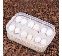 Yechiry Plástico Transparente Profesional Gecko Serpientes Lagartos Reptiles Huevos Cría Incubadora Bandeja Caja Nacedora, Adecuada para Incubar Reptiles, Aprox. Caja Incubadora de Huevos de