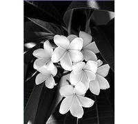 Yeecer Pintura por Números para Adultos,Flor blanca negra DIY Acrílica Pintura por Números para Niños,con Pinceles y Pinturas Lienzo Paint by Number Kit para hogar pared decoración,con marco 40x50cm