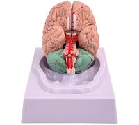 yeeplant Gran modelo de cerebro humano de PVC, herramienta de neurociencia para educación, áreas funcionales detalladas de anatomía, piezas extraíbles, ideal para estudiantes de medicina