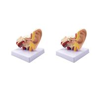 Yeihhtuk 2 Piezas 1.5X Modelo de Anatomía del Oído Humano - Modelo de Simulación de Estructura de Oído Interno de Escritorio Profesional para Educación
