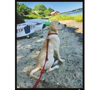 Yellow Labrador on Lagoon Pond in Martha's Vineyard Notebook: Perfect Gift for Pet Owners, Labrador Lovers , and Students | 100 Pages for Writing and Note Taking | 8.5 X 11 Lined Notebook