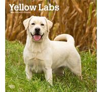 Yellow Labrador Retriever - Gelber Labrador Retriever 2026 - 16-Monatskalender: Original BrownTrout-Kalender [Mehrsprachig] [Kalender]