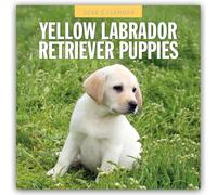 Yellow Labrador Retriever Puppies 2026 Square Wall Calendar: Original Red Robin Publishing Ltd-Kalender [Mehrsprachig] [Kalender]