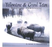 Yellowstone & Grand Teton Wildlife Portfolio