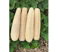 YEMTAL Esponjas naturales de lufa orgánica, esponja exfoliante corporal para la espalda, para hombres, mujeres, adultos, spa, belleza, baño, cuidado diario, 4 unidades