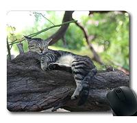 YENDOSTEEN Alfombrilla de ratón, cojín de ratón Relax Cats de Sleeping Branches, Alfombrilla para computadora Cat208