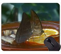 YENDOSTEEN Alfombrilla de ratón con Borde de Bloqueo, Alfombrillas de Goma de Mariposas Alfombrillas de ratón US0059