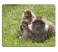 YENDOSTEEN Alfombrilla de ratón Juego Alfombrilla de ratón Alfombrilla de ratón de Caucho Natural Monkey Forest Conjunto de Material de Goma Natural M0A07722