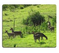YENDOSTEEN Alfombrilla de ratón Juego Alfombrilla de ratón Starr Cenchrus clandestinus hábitat con Eje Ciervo Manada Hanamu Rd Makawao Maui Caucho Natural Material PN00X8504