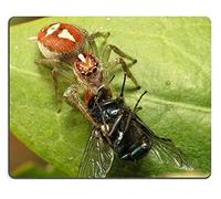 YENDOSTEEN Alfombrilla de ráton para Juegos Mouse Pad Red Jumping Spider Material de Goma Natural PN00X8599