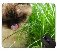 YENDOSTEEN Alfombrillas de ratón, British Shorthair Cat Young Young Cat Alfombrilla de ratón Original Personalizada, Alfombrilla de ratón British Shorthair con Borde Cosido