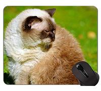YENDOSTEEN Alfombrillas de ratón, Britt British Shorthair Cat Pets Animales Alfombrillas de ratón Personalizadas, Alfombrilla de Gato con Borde Cosido