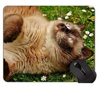 YENDOSTEEN Alfombrillas de ratón, Flying Shorthair Cat Gaming Alfombrilla de ratón Personalizada, British Shorthair Alfombrilla de ratón con Borde Cosido
