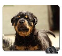 YENDOSTEEN Alfombrillas de ratón para Juegos, Alfombrilla de ratón, Fondo Rottweiler Puppy Dog Thoroughbred 3