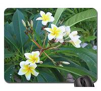 YENDOSTEEN Alfombrillas de ratón para Juegos, Alfombrilla de ratón, Frangipani Plant Blossom Bloom Flower Yellow