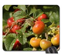 YENDOSTEEN Alfombrillas de ratón para Juegos, Alfombrilla de ratón, Rosa mosqueta Heck Rosas Rosas Frutas Bush Otoño