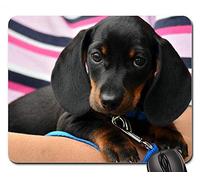 YENDOSTEEN Alfombrillas de ratón - Perro Dachshund Cachorro Joven Animal Retrato Animal