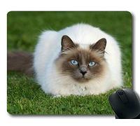 YENDOSTEEN Cojín de ratón, cojín de ratón Animal de la Hierba del Gato del Gato del Himalayan del Gato del Balinese, Estera del ratón para la computadora cat035