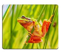 YENDOSTEEN Cojín de ratón de Goma naturalEropa de árbol Rusa Hyla arborea preparándose para Saltar de juncus juncus común effusus33