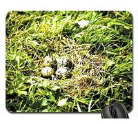 YENDOSTEEN Cojín de ratón Fresco Hermoso del pájaro, jerarquía con los Huevos de Kievit Cojín de ratón, Alfombrilla de ráton